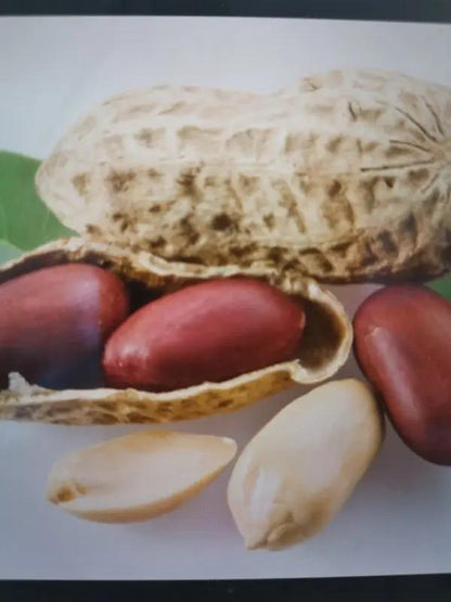 Erdnüsse Detelina mit Meersalz geröstet 90g - Bulgarian TreasuresBulgarian Treasures